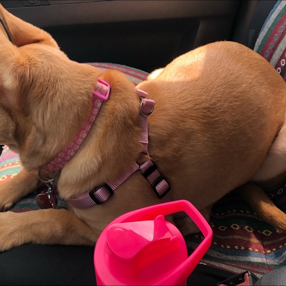 Purple/Pink Medium Dog Harness - Picture 2 of 2